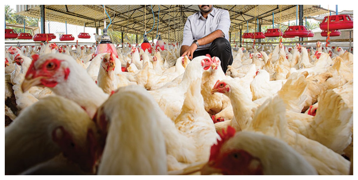 Poultry worker arrested as over 1,300 chickens worth N8 million vanish from Farm