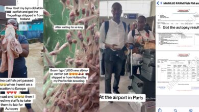 Nigerian lady cancels Europe flight to investigate mysterious death of 6-year-old albino catfish, shares autopsy report