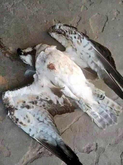 Falcon murdered in Delta state