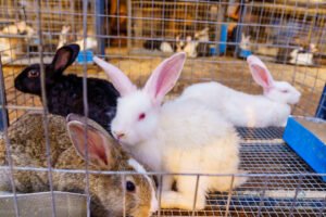 Governor Empowers Youths With Rabbits