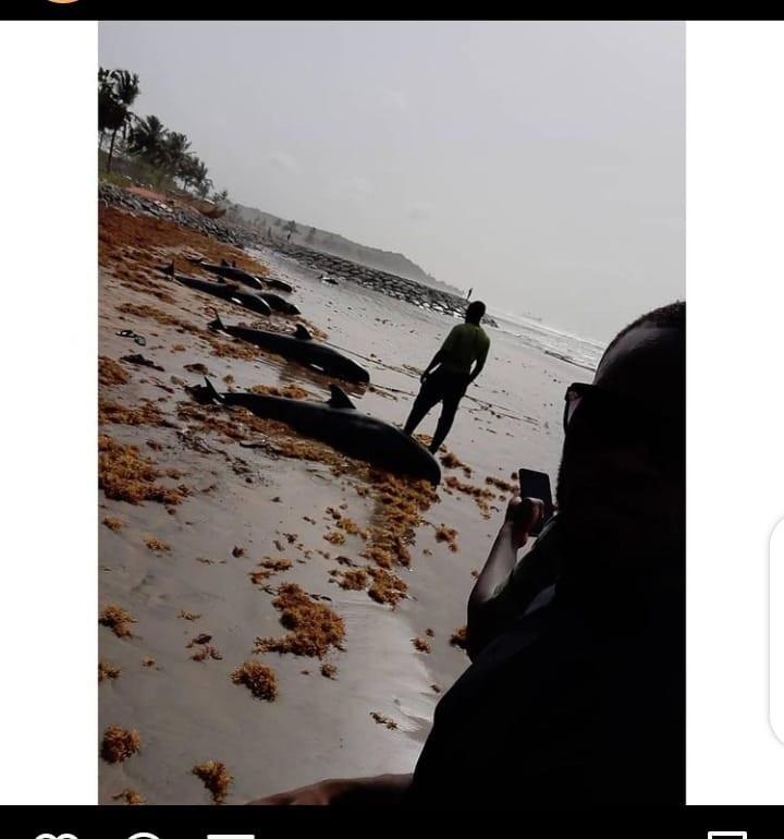 Dolphins washed ashore Ghana