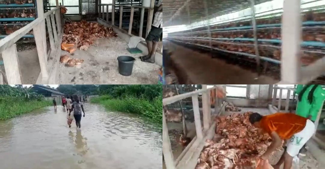 Farmer shares loss incurred in poultry due to flood in Bayelsa (Video)