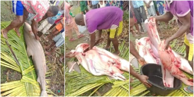 Fisherman catches 'shark' in Bayelsa, butchered it; Photos cause buzz