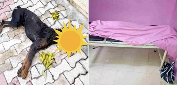 Dog shot dead after biting pupil to death in Port-Harcourt