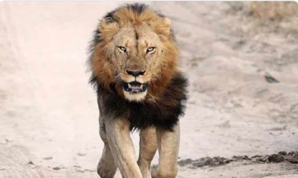 Lion escapes from Kano Zoo