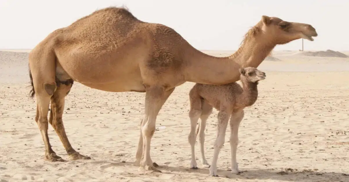 74 admitted in a hospital after eating meat from a dead camel