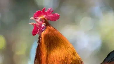 Kano court orders killing of ‘noisy’ cockerel for disturbing neighbours