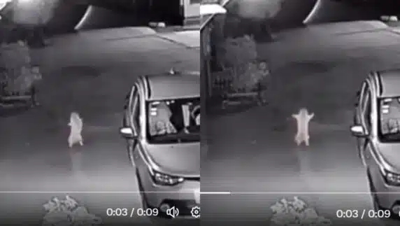 Cat caught on camera dancing outside woman's home at night (Video)