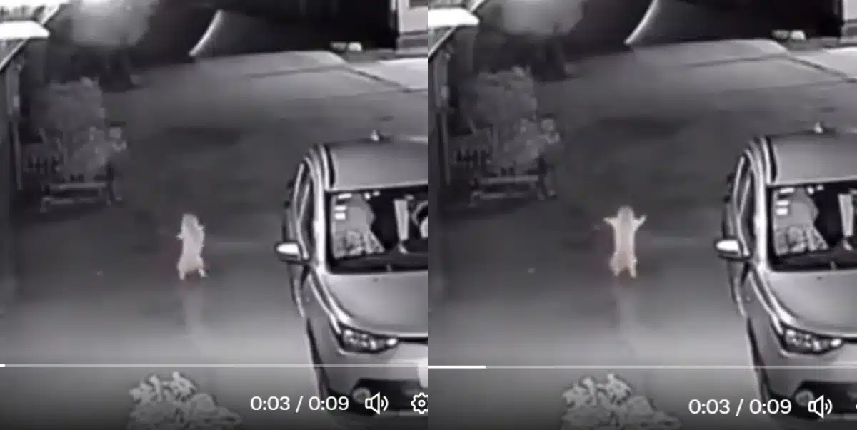 Cat caught on camera dancing outside woman's home at night (Video)