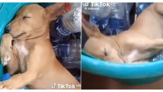 "I don use my money buy rubbish" -Nigerian man disappointed as security dog he bought to protect him found sleeping inside a bucket (Video)