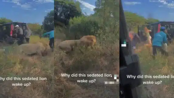 Lion Car Trunk Driver