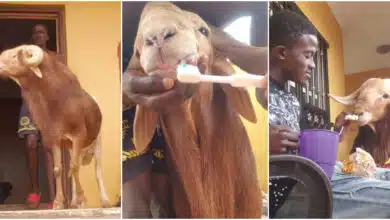 Young man causes buzz as he treats his ram like a human: brushes its teeth and offers tea and bread