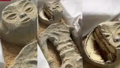 Cake Alien Corpse Video