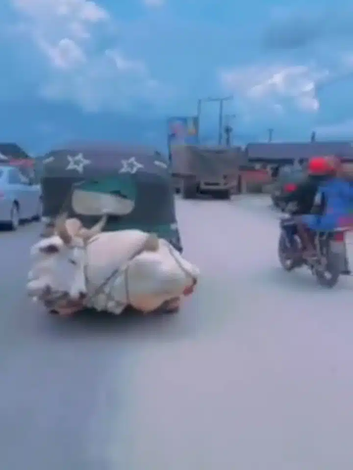 Motorist in disbelief as he sees cow died to Keke napep 