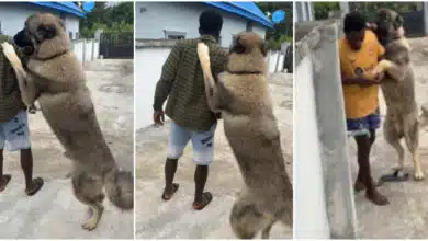 "How dog go tall pass me" - Nigerian man shows off his big dog