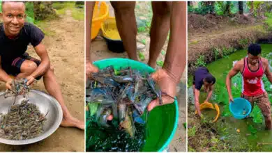 Man stuns many as he shows off his massive shrimp farm