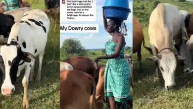 Beautiful lady cows husband dowry bride price
