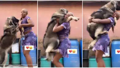 Lady stuns many as she lifts a giant Caucasian shepherd dog, holds it to her chest like a human