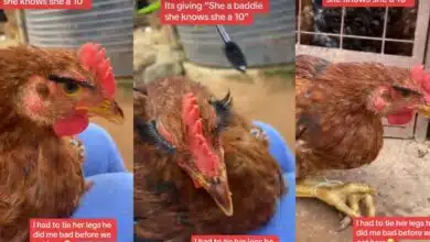 "She's a baddie, she's a 10" - Nigerian lady applies eyelashes, gives pet chicken glamorous makeover