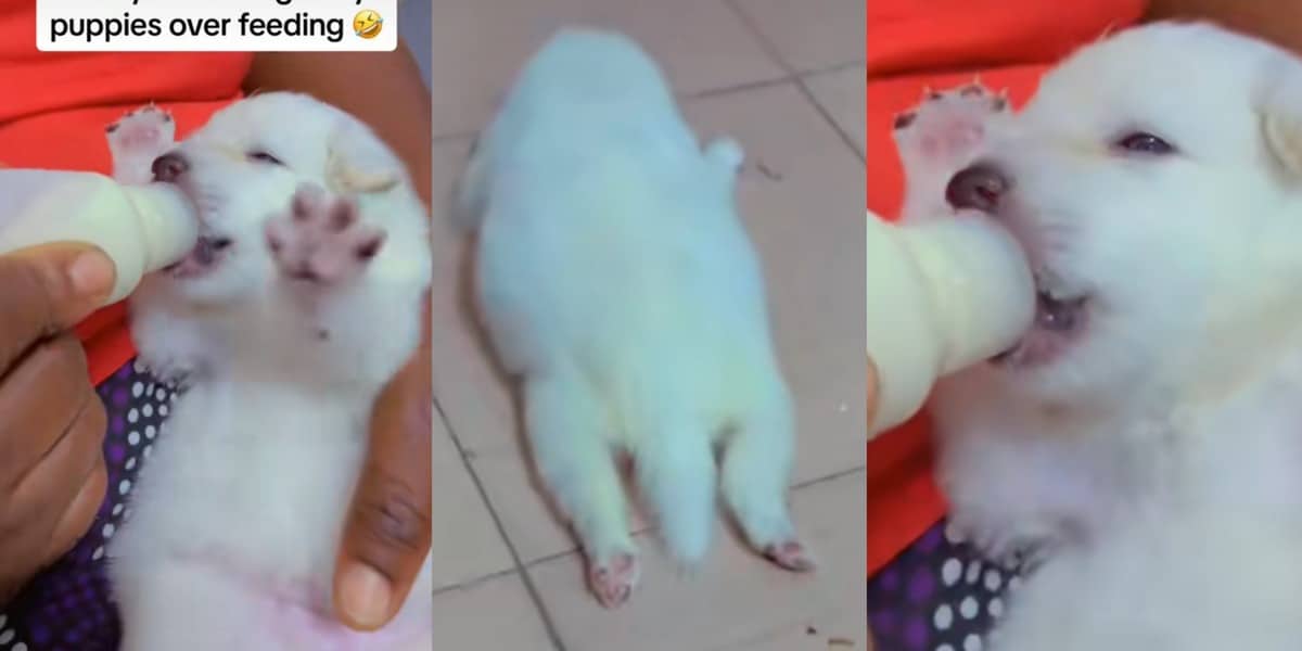 "Mr rabbit has fainted" - Online outcry as Nigerian mother overfeeds one-year-old puppy