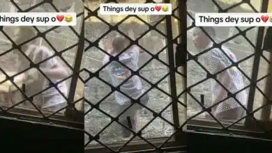 "E don red" - Young Nigerian jumps fences to steal generator, caught on camera