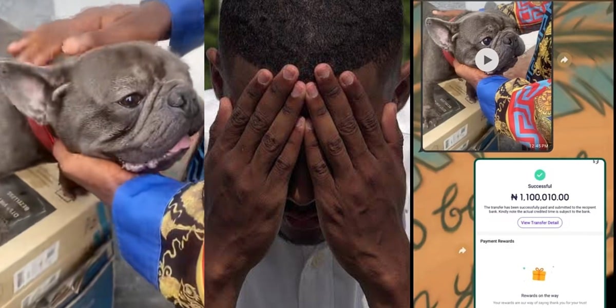 "And I dey here dey fine ₦1k?" - Nigerian man turns heads as he lavishes ₦1.1 million on a Bulldog amid hardship