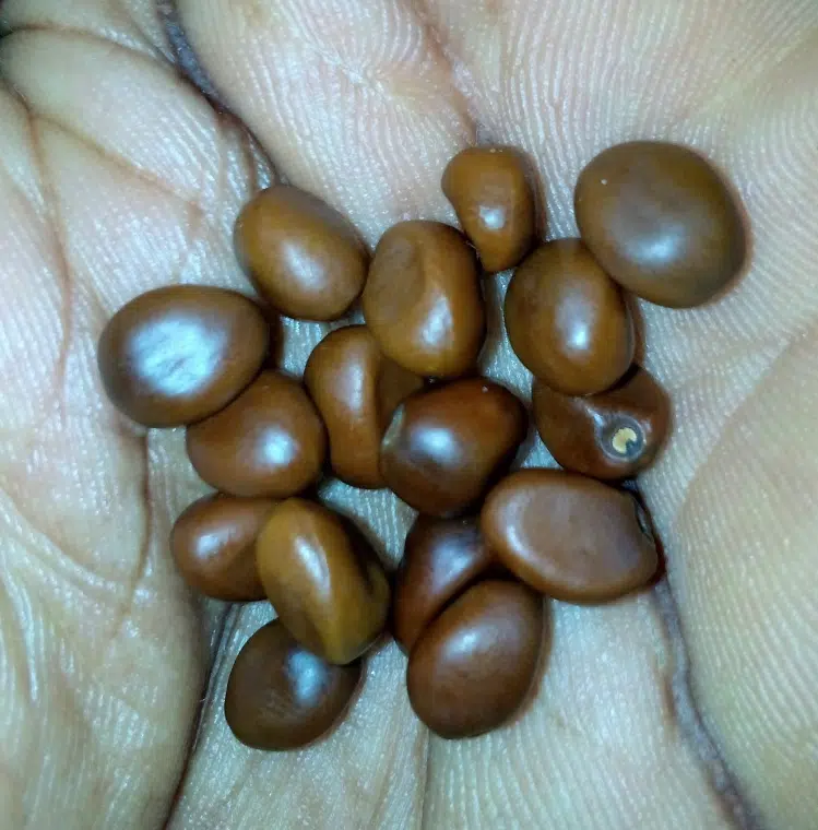 "What could it be?" - Man shares photo of strange seed found in dead uncle's bag