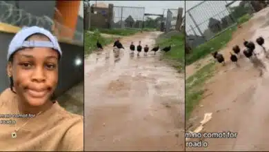 Lady runs with speed as she’s chased by 8 turkeys that blocked street road