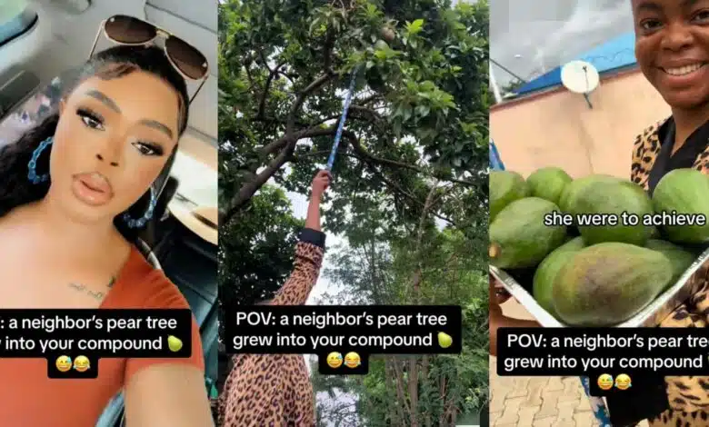 Slayqueen steeze pear neighbour's tree