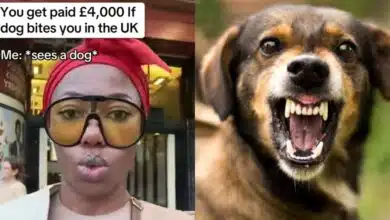 Nigerian woman vows never to surrender as she finds out she'll be paid $4000 in UK if bitten by a dog