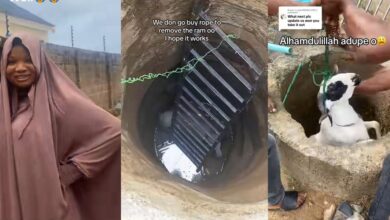 Nigerian lady expresses relief as Eid El-Kabir ram is saved from well few hours before festival