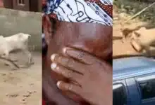 Nigerian lady shouts 'Subhanallah' non-stop as Eid El-Kabir ram escapes hours before festival