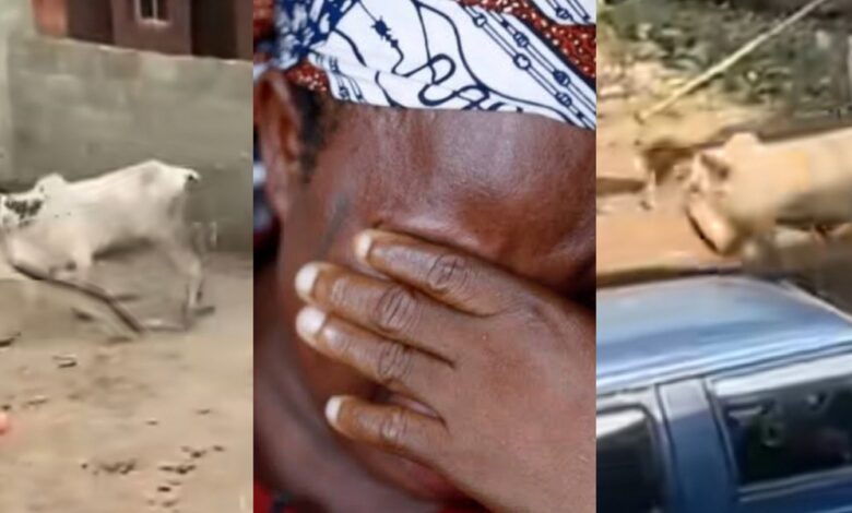 Nigerian lady shouts 'Subhanallah' non-stop as Eid El-Kabir ram escapes hours before festival