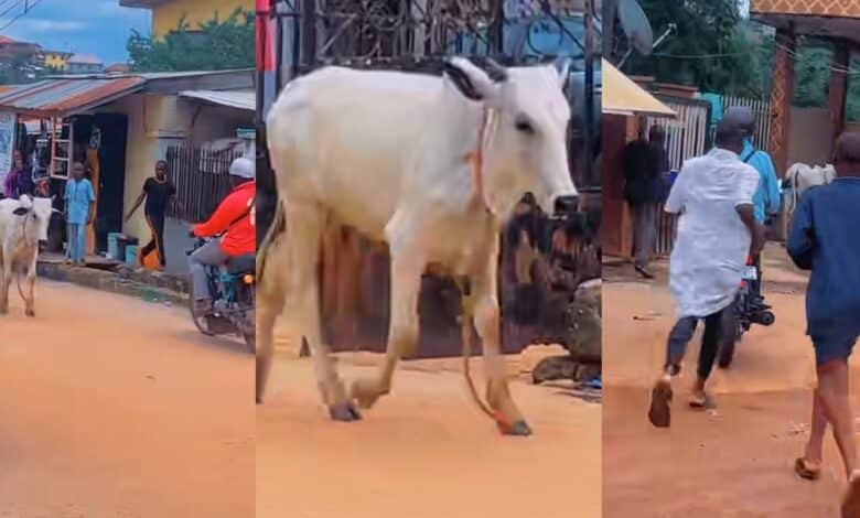 Drama in neighborhood as Eid el-Kabir cow escapes on festival day