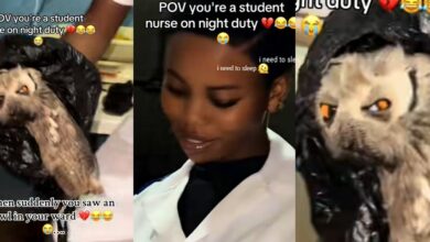 Nigerian nursing student discovers scary-looking owl in hospital ward during night duty