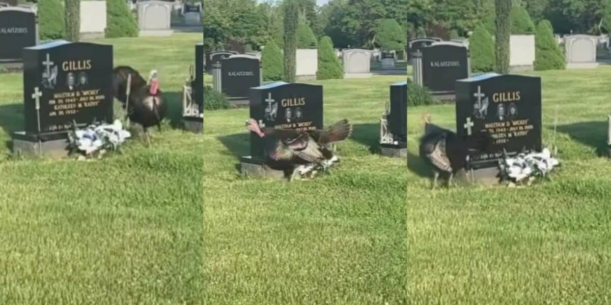 Turkey grave circling lady