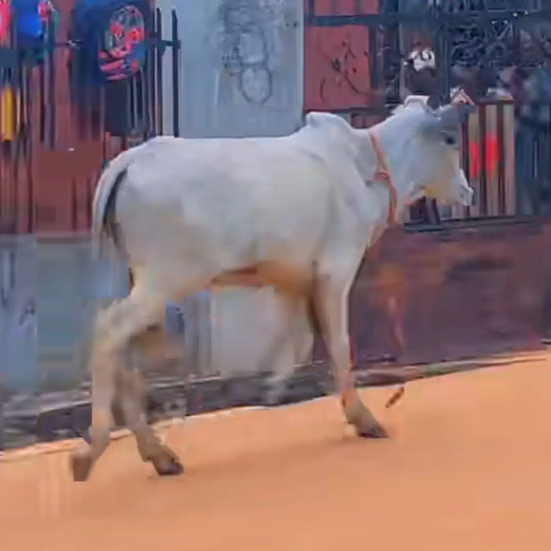 Drama in neighborhood as Eid el-Kabir cow escapes on festival day