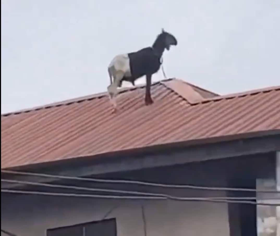 Ram escapes Eid el-Kabir fate, climbs to rooftop of tall building