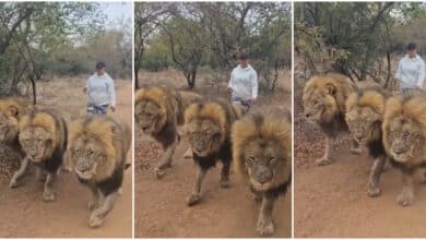Lady causes buzz online as she's spotted taking a daring stroll with 3 'untamed' lions