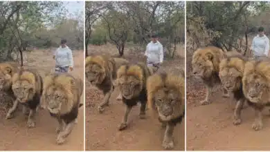 Lady causes buzz online as she's spotted taking a daring stroll with 3 'untamed' lions