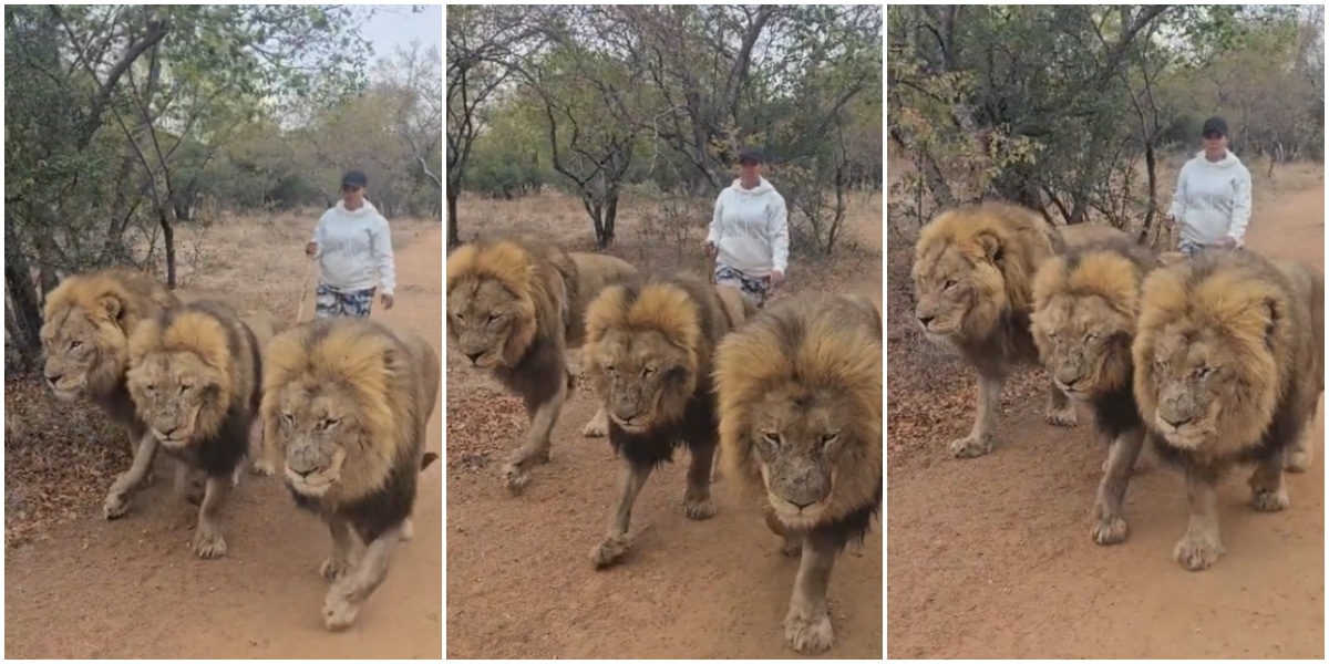 Lady causes buzz online as she's spotted taking a daring stroll with 3 'untamed' lions