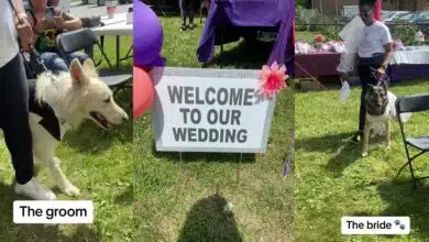 African man marries off his dog in lavish ceremony
