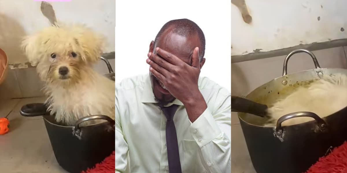 Nigerian man rants on social media as he finds expensive US-bought dog sleeping in pot, eating rice and stew
