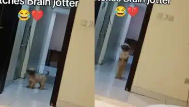 Man laments as he sees his dog participating in the Brain Jotter challenge