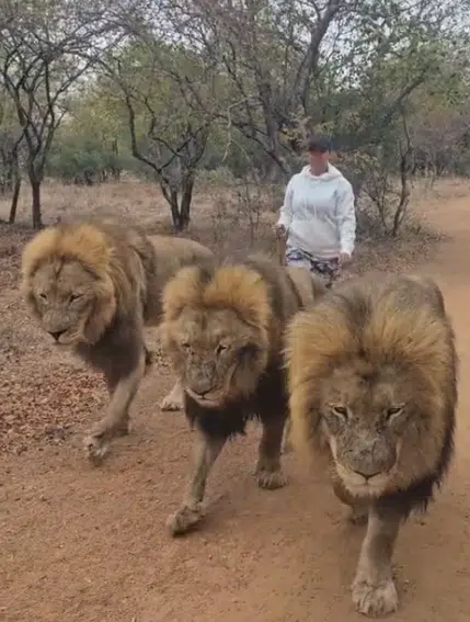 Lady causes buzz online as she's spotted taking a daring stroll with 3 'untamed' lions