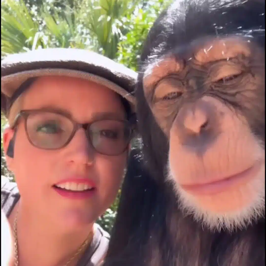 Chimpanzee in viral video accused of avoiding taxes after mimicking woman