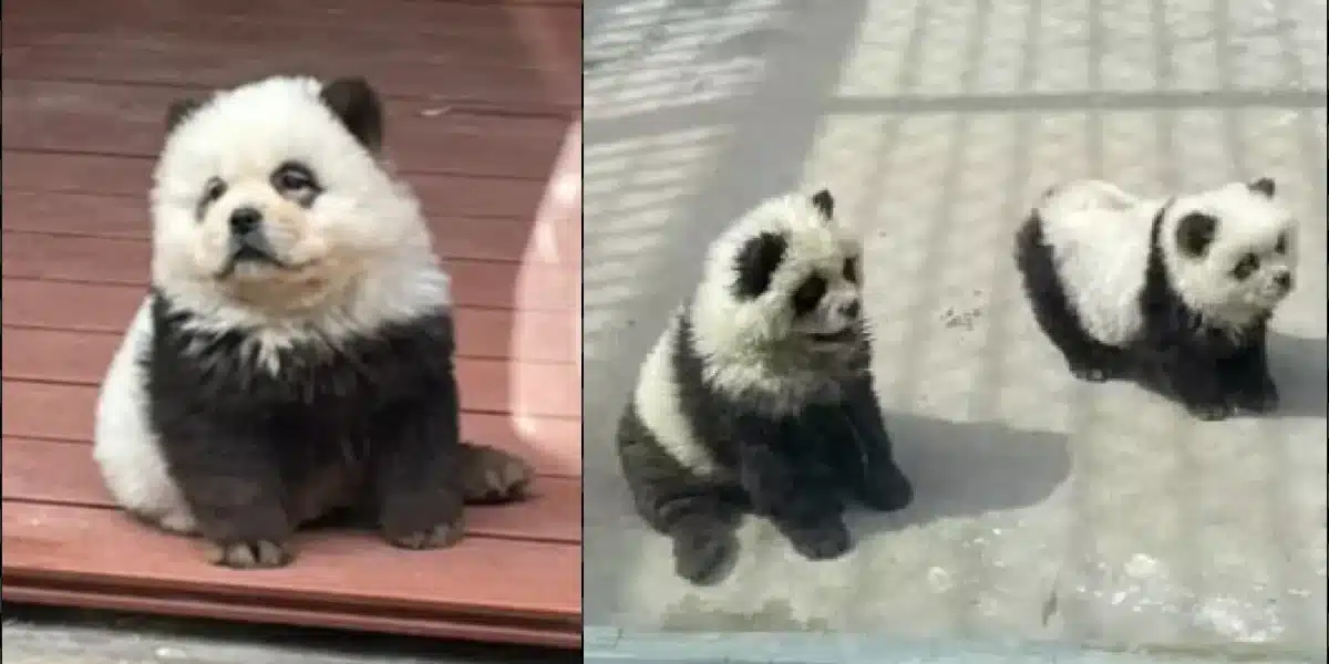 Chinese Zoo expose fr dying dogs as 'pandas'