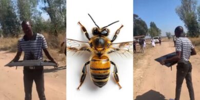 Man goes viral after allegedly stealing TV, owner sends bees to retrieve it