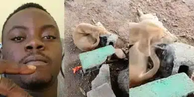 Man goes viral as he shares video of his dog desperately eating a brick amid economic hardship