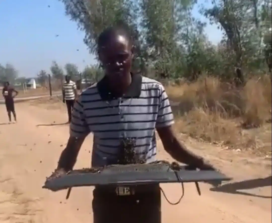 Man goes viral after allegedly stealing TV, owner sends bees to retrieve it